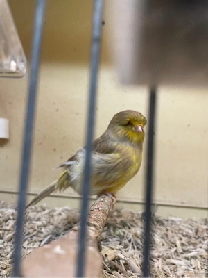 Crest Kanarien Hahn Crestbred Bild 3