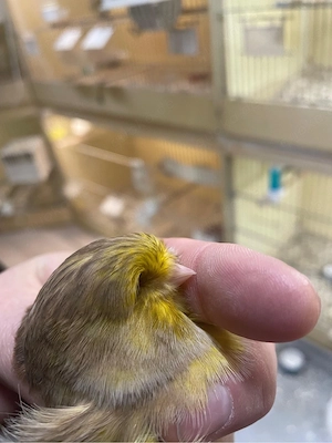 Crest Kanarien Hahn Crestbred Bild 4