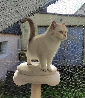 BKH Geimpft mit Stammbaum 