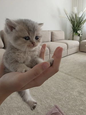 Süßes BKH kätzchen