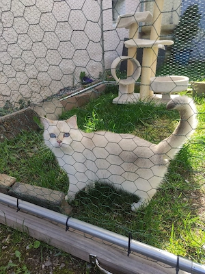 BKH Katze mit Stammbaum Golden Point 