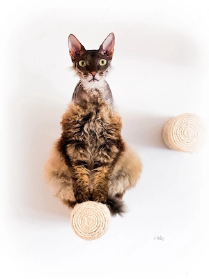 Don Sphynx 4j, kastriert