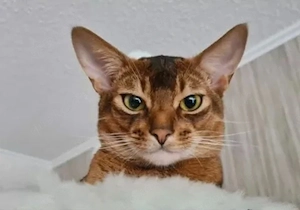 Abessinier Deckkater Wildfarbe!