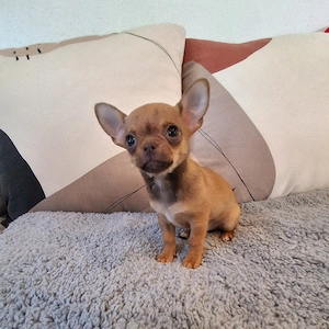 Reinrassiger Chihuahua Rüde 