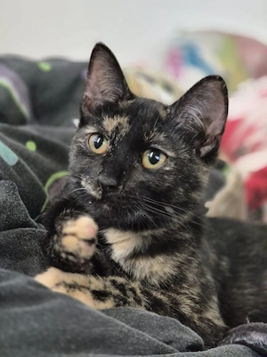 Katze schweren herzes zu verkaufen 