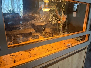 Leopardgecko (männlich) mit Terrarium zu verkaufen   ca. 6 Monate alt   