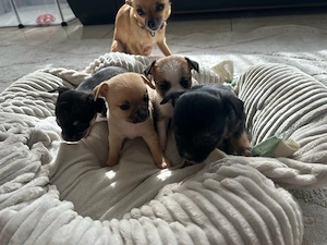 Wunderhübsches Quartet. Chihuahuawelpen. 