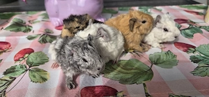 Meerschweinchen Lunkarya 