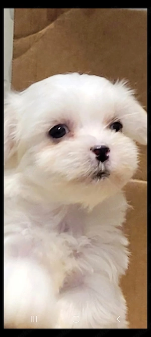 Malteser Welpe Rüden