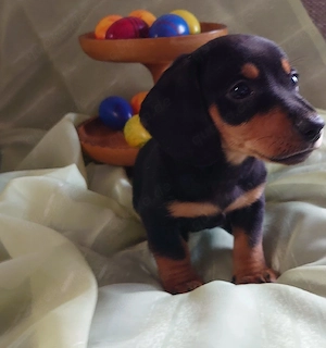 Dackel Welpen 