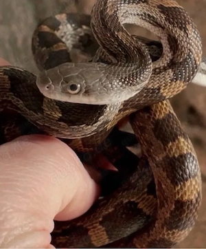 Erdnattern Schwarze Erdnatter NZ25