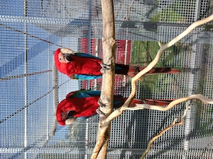 Pärchen dunkelrote Aras