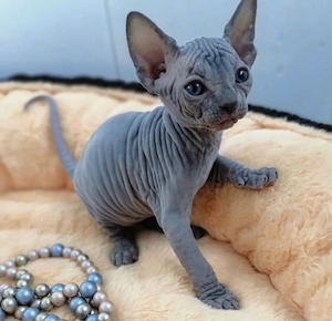 Sphynx-Kätzchen suchen ein neues Zuhause Bild 2