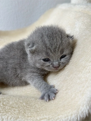    BKH Kitten (Britisch Kurzhaar) in Blue Lilac