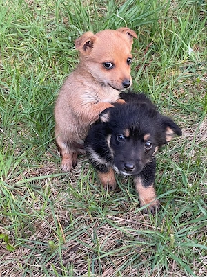 Zuckersüße, kleine Welpen suchen ein liebevolles Zuhause     