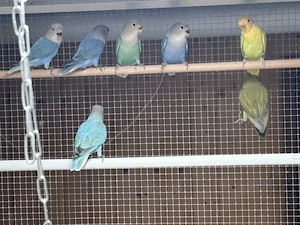 Nestjunge Rosenköpfchen 