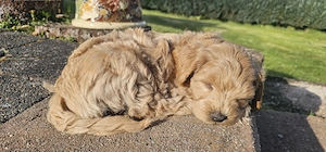 5 Havapoo suchen ihr Zuhause auf Lebenszeit mit viel Liebe 