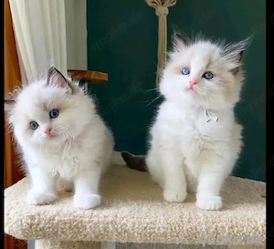 Ragdoll-Kätzchen