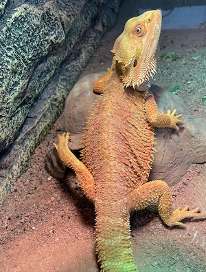 Hypo Sandfire Bartagame M 2 Jahre 170  VB