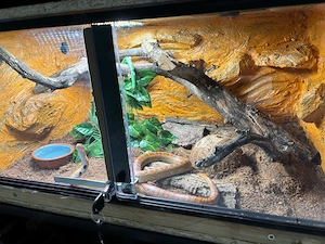 Kornnatter Männchen mit OSB Terrarium 60x40x30 cm