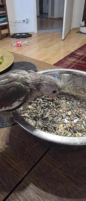 Handzahme Nymphensittiche Bild 3