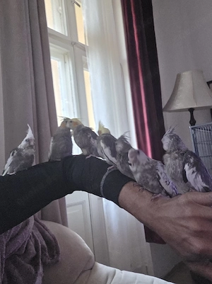 Handzahme Nymphensittiche Bild 2