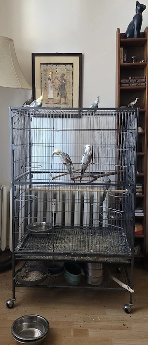 Handzahme Nymphensittiche Bild 4