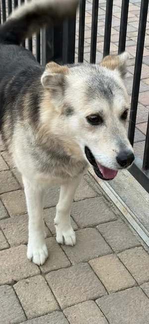 Husky Schäferhund Rüde 5j 55cm 22kg bundesweite Ausreise nach Adoption  Bild 8