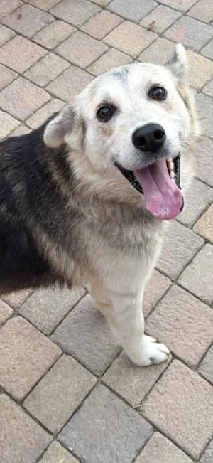 Husky Schäferhund Rüde 5j 55cm 22kg bundesweite Ausreise nach Adoption 