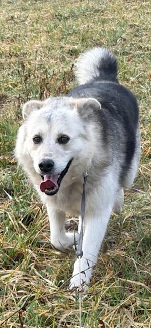 Husky Schäferhund Rüde 5j 55cm 22kg bundesweite Ausreise nach Adoption 
