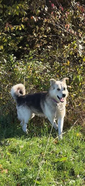 Husky Schäferhund Rüde 5j 55cm 22kg bundesweite Ausreise nach Adoption  Bild 7