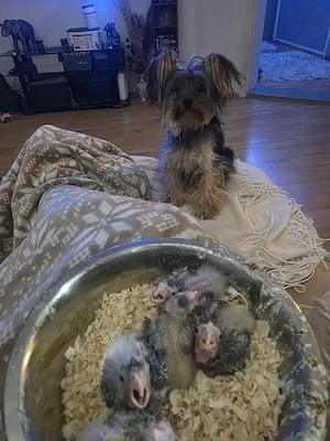 Handzahme Nymphensittiche Bild 6