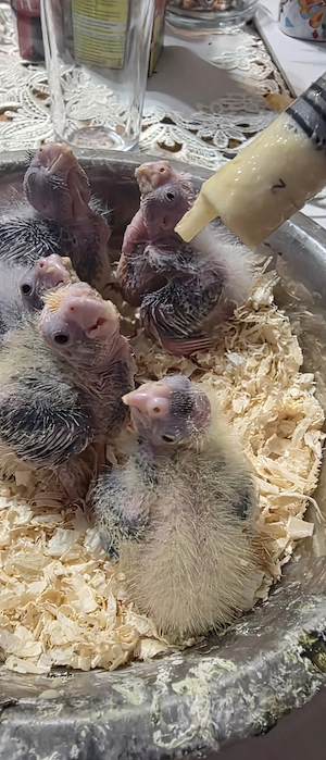 Handzahme Nymphensittiche Bild 9