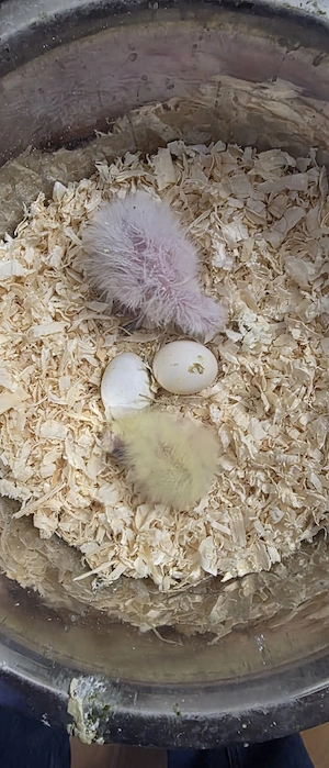 Handzahme Nymphensittiche Bild 7