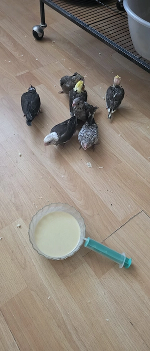 Handzahme Nymphensittiche Bild 8