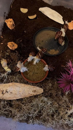 Lissachatina Fulica   Nachzucht   wildfarbe & white jade