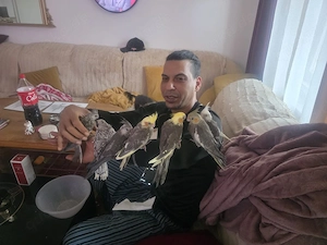 Handzahme Nymphensittiche Bild 5