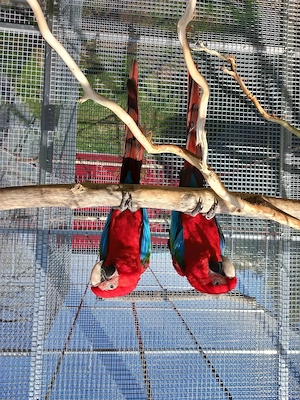 Pärchen dunkelrote Aras