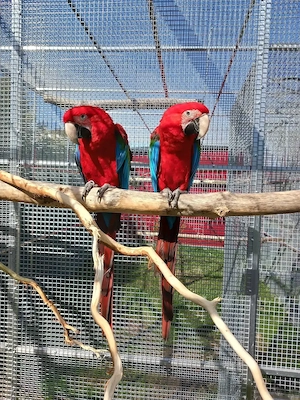 Pärchen dunkelrote Aras