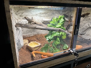 Kornnatter Weibchen mit OSB Terrarium 60x40x30 cm