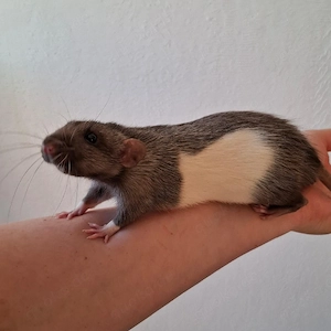 Farbratten Männchen abzugeben | Silvermane Whiteside Dumbo