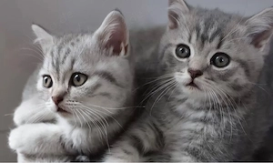 Britisich kurzhaar kitten BKH 
