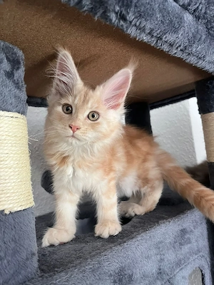 Maine Coon Kitten Mädchen   geimpft, stubenrein, abgabebereit