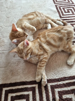 Zwei sehr süße Kater suchen ein liebevolles Zuhause. 