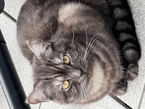 BKH Kater geimpft und kastriert