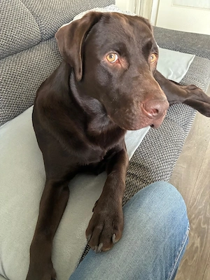 Labrador 1,5  Jahre männlich 