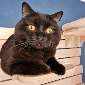 BKH Deckkater mit Stammbaum cinnemon Träger 