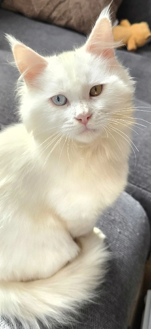 Maine conn kater  von 22 11 2025  geboren 