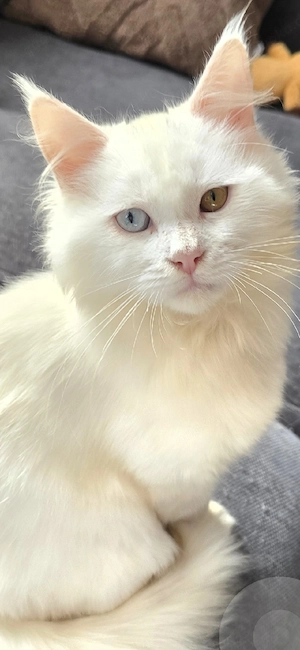 Maine conn kater  von 22 11 2025  geboren 