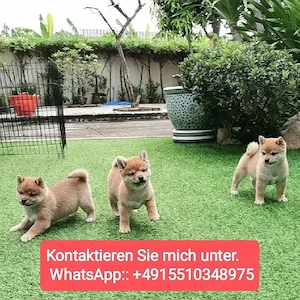 Shiba Inu Welpen ,reinrassig, liebevoll aufgezogen